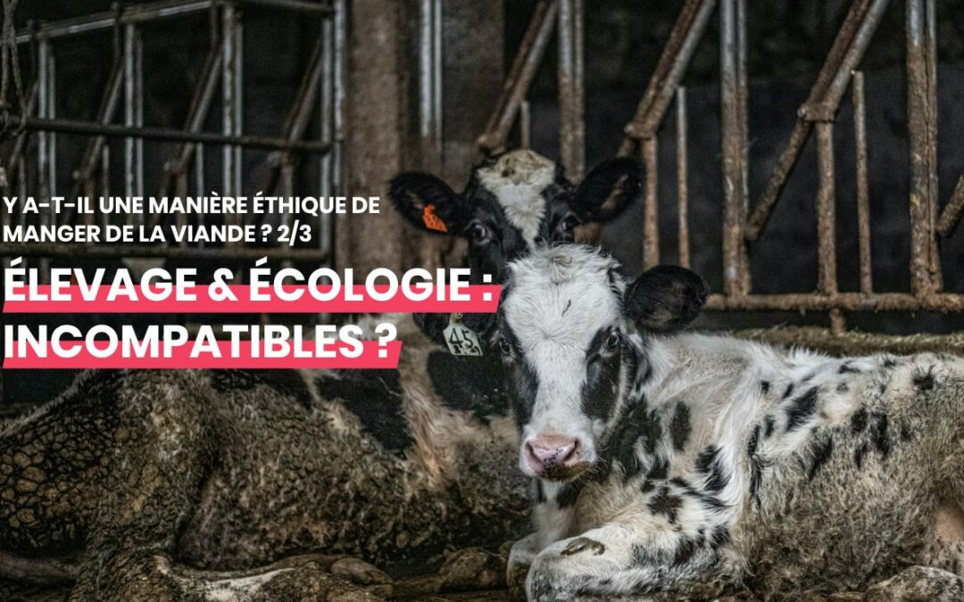 Y a-t-il une manière éthique de manger de la viande ? [Dossier – 2/3]